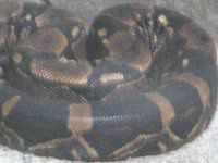 �{�A�R���X�g���N�^�[�iBoa constrictor�j
