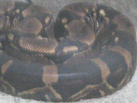 �{�A�R���X�g���N�^�[�iBoa constrictor�j