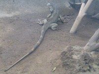 �O���[���C�O�A�i�iGreen Iguana�j
