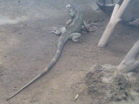 �O���[���C�O�A�i�iGreen Iguana�j