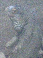 �O���[���C�O�A�i�iGreen Iguana�j