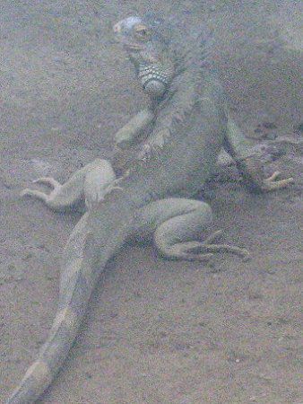 �O���[���C�O�A�i�iGreen Iguana�j