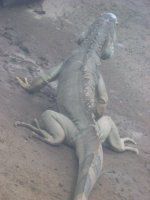 �O���[���C�O�A�i�iGreen Iguana�j