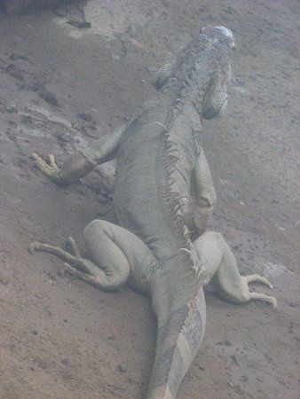 �O���[���C�O�A�i�iGreen Iguana�j