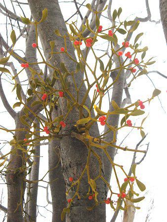 ���h���M(�񐶖؁A�h��)