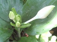 �A�}�]�������[(Amazon lily)