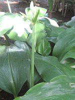 �A�}�]�������[(Amazon lily)