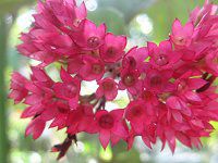�N�����f���h�����E�X�y�L�I�[�T��(Clerodendrum speciosum)