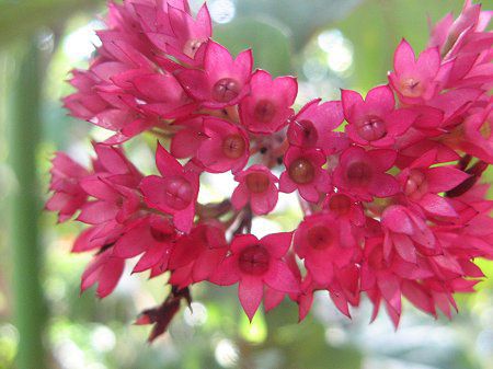 �N�����f���h�����E�X�y�L�I�[�T���iClerodendrum speciosum�j