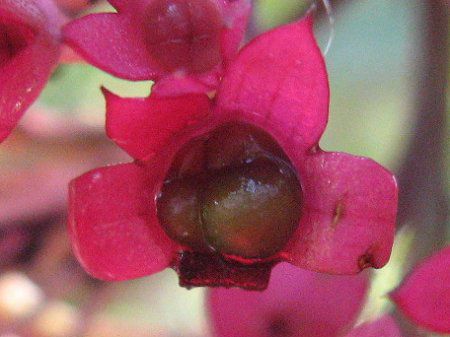 �N�����f���h�����E�X�y�L�I�[�T��(Clerodendrum speciosum)