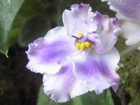 �Z���g�|�[���A�iSaintpaulia�j