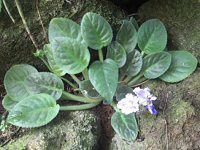 �Z���g�|�[���A(Saintpaulia)