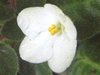�Z���g�|�[���A(Saintpaulia)