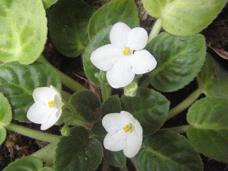 �Z���g�|�[���A(Saintpaulia)