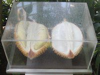 �h���A��(Durian)