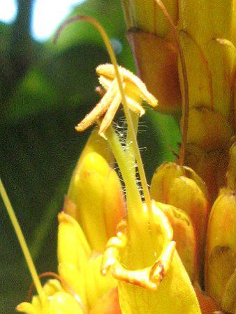 �L�����E�{�N(���t��)