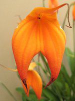 �}�X�f�o���A '�ց[�V�B'�iMasdevallia 'Heathii'�j