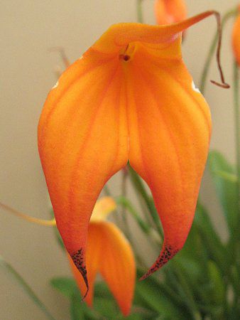 �}�X�f�o���A '�ց[�V�B'(Masdevallia 'Heathii')