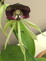 �G���V�N���A�E�R�N���A�^(Encyclia cochleata)