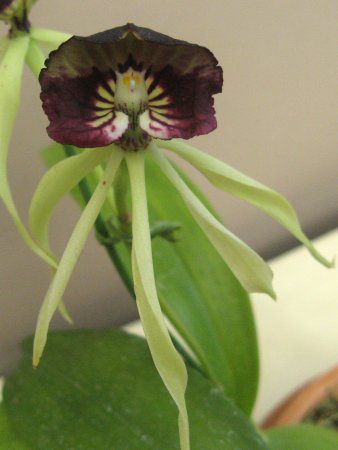 �G���V�N���A�E�R�N���A�^(Encyclia cochleata)