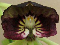 �G���V�N���A�E�R�N���A�^�iEncyclia cochleata�j