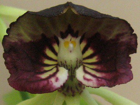 �G���V�N���A�E�R�N���A�^(Encyclia cochleata)
