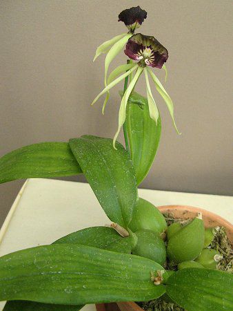 �G���V�N���A�E�R�N���A�^(Encyclia cochleata)
