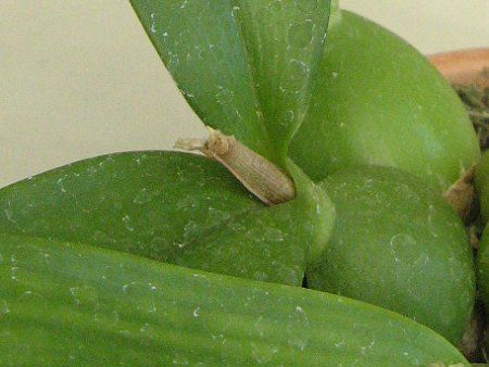 �G���V�N���A�E�R�N���A�^(Encyclia cochleata)