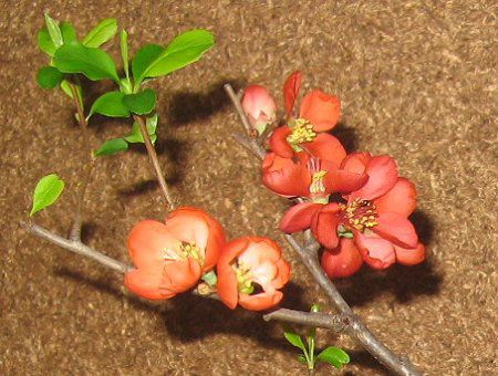 �{�P(�؉Z)
