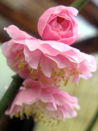 �E���E�~�EUME