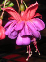 �t�N�V�A�iFuchsia�j
