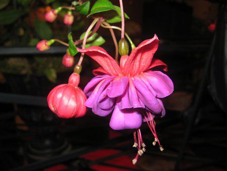 �t�N�V�A(Fuchsia)