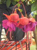 �t�N�V�A(Fuchsia)