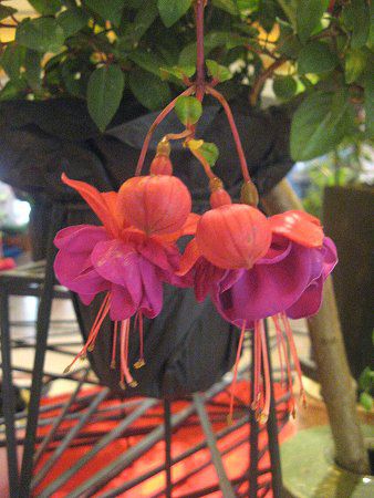 �t�N�V�A(Fuchsia)
