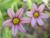 �j���[�L�V���E �i��Ώҁj