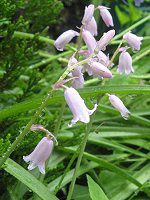 �V���[�E�k�^���X(Scilla nutans)
