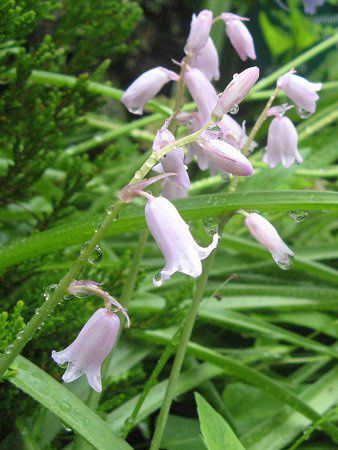 �V���[�E�k�^���X(Scilla nutans)