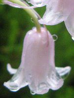 �V���[�E�k�^���X(Scilla nutans)