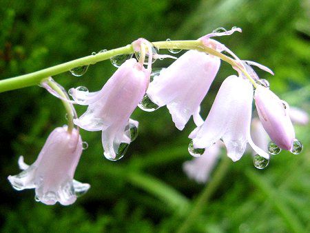 �V���[�E�k�^���X(Scilla nutans)