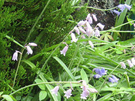 �V���[�E�k�^���X(Scilla nutans)