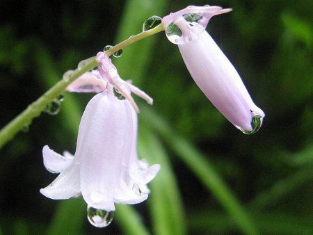 �V���[�E�k�^���X(Scilla nutans)