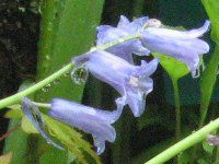 �V���[�E�k�^���X(Scilla nutans)