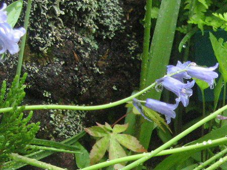 �V���[�E�k�^���X(Scilla nutans)