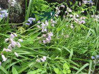 �V���[�E�k�^���X(Scilla nutans)