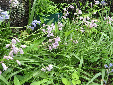 �V���[�E�k�^���X(Scilla nutans)
