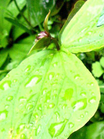 �G�����C�\�E�i����j
