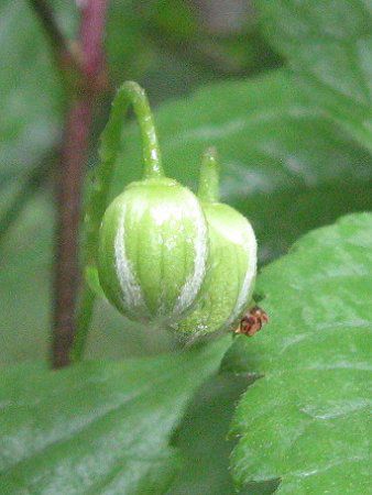 �V���n���V���E�d���i���������j