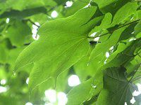 �C�^���J�G�f(����)