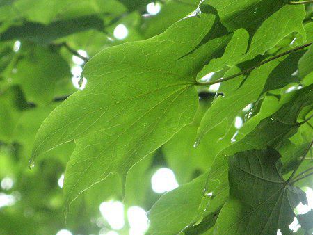 �C�^���J�G�f�i�����j