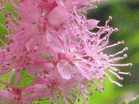 �V���c�P�\�E�i���쑐�j